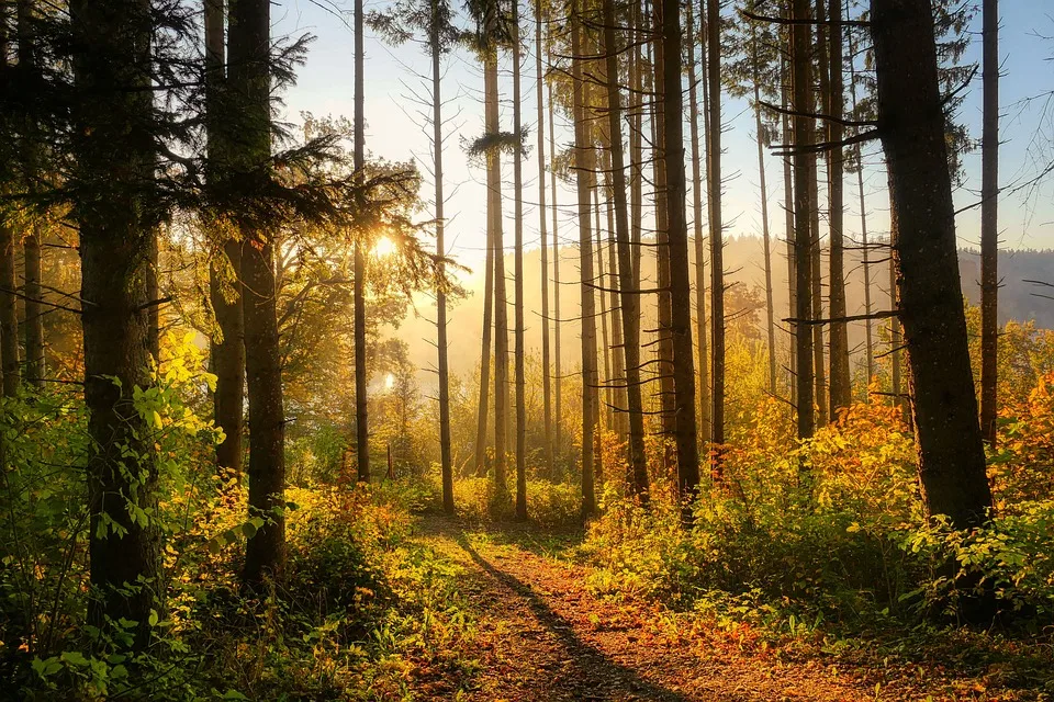 Zukunft der Bergwerkswald-Siedlung: Nutzungsverbote und Räumungen stehen an