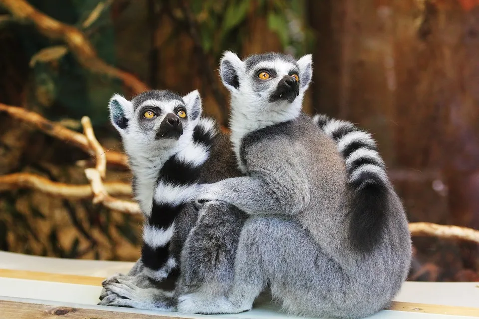 Überraschung im Zoo Leipzig: Die kleinen Tariktik-Hornvögel sind da!