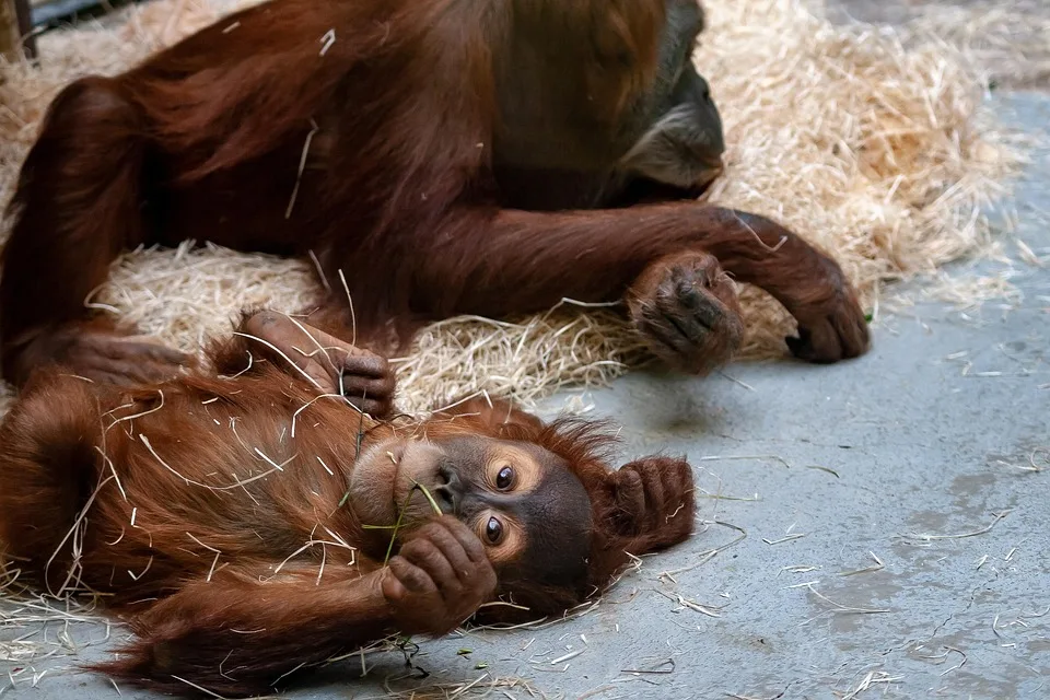 Zoo Leipzig: Artenschutz für den bedrohten Feldhamster im Fokus