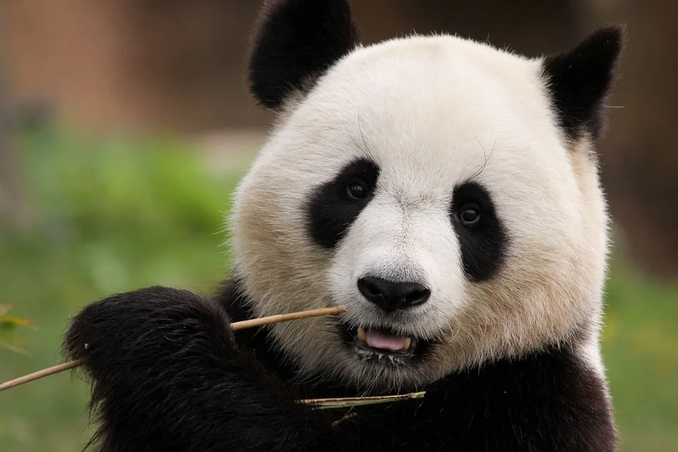 Trauer um Rote Panda Zimai: Ein Besuchermagnet verlässt den Zoo Leipzig