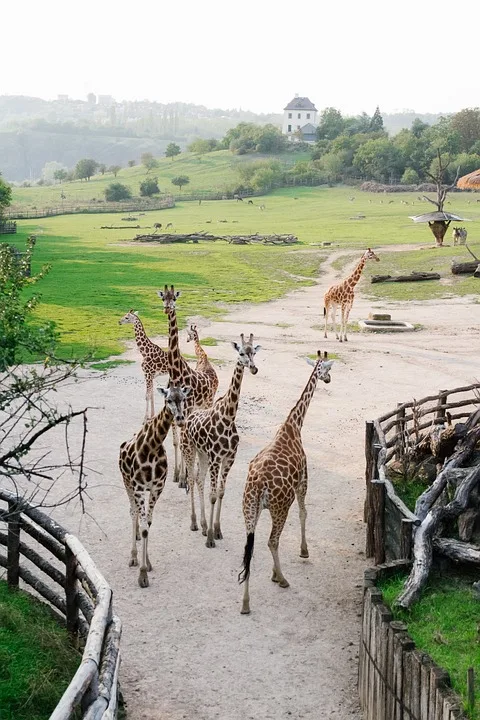 Trauriger Abschied im Zoo Leipzig: Laila zieht in neuen Lebensabschnitt