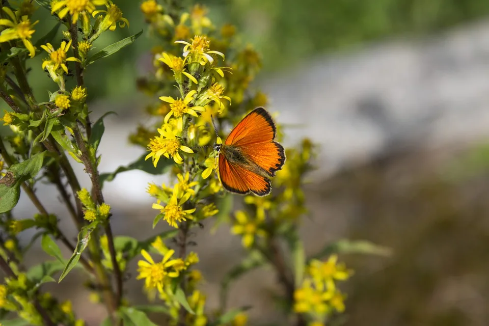 <strong>"Hitzerekorde in Sicht: Sommerhits im Norden bis Ende August"</strong>