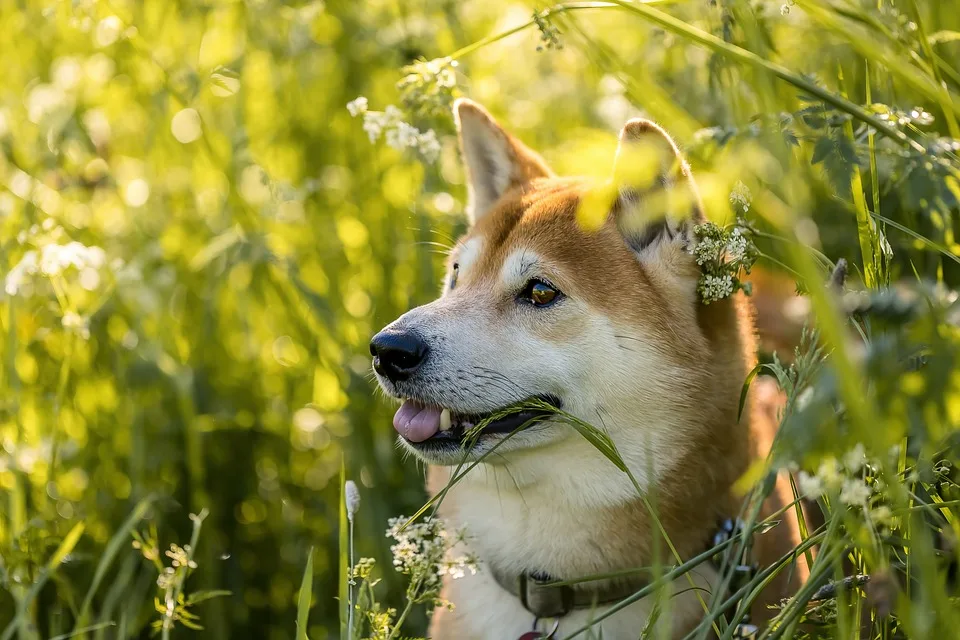 Shiba Shootout: Ein Wildwest-Abenteuer in der Krypto-Welt