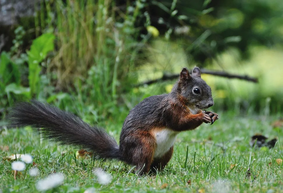 Zwickauer Tierschutzheldin rettet Welpen und schenkt ihnen ein neues Leben