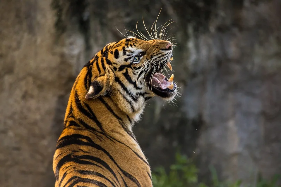 Tiger-Dame Angara stirbt tragisch im Zoo Schwerin – Trauer um geliebtes Tier