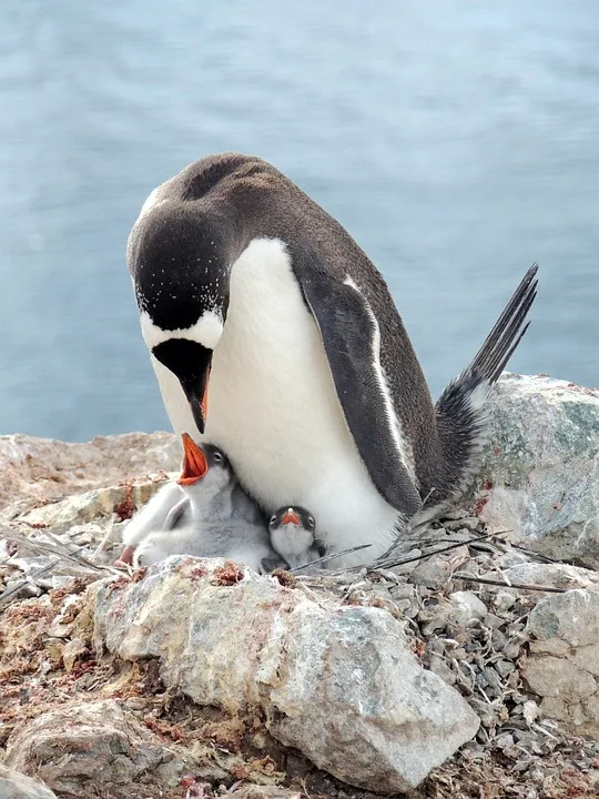 „ Abschied von Sphen: Ein Pinguin-Ikone für Liebe und Gleichheit“