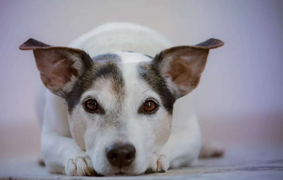 „Hund Apollo sucht nach Liebe: Von Leiden zu neuem Glück im Tierheim“