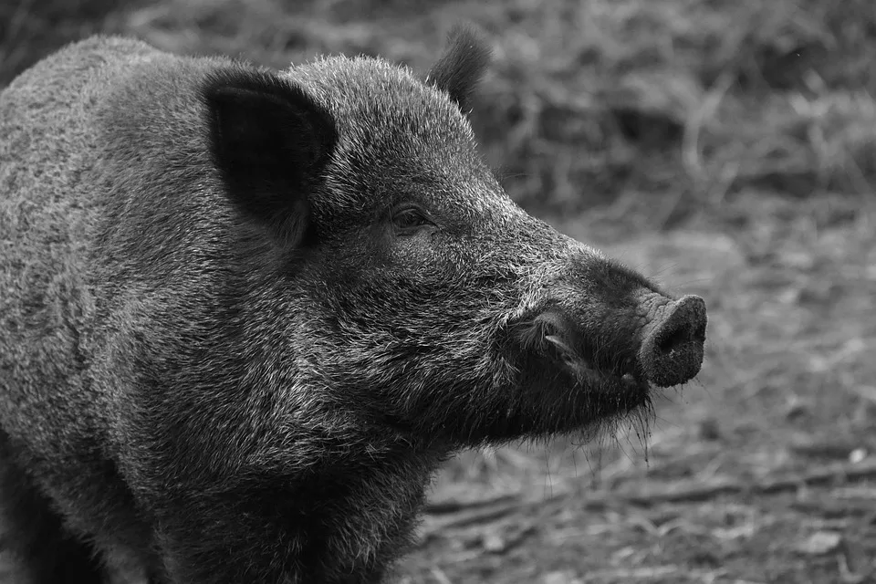 „Kampf gegen die Schweinepest: Abschussprämie für Wildschweine im Kreis“