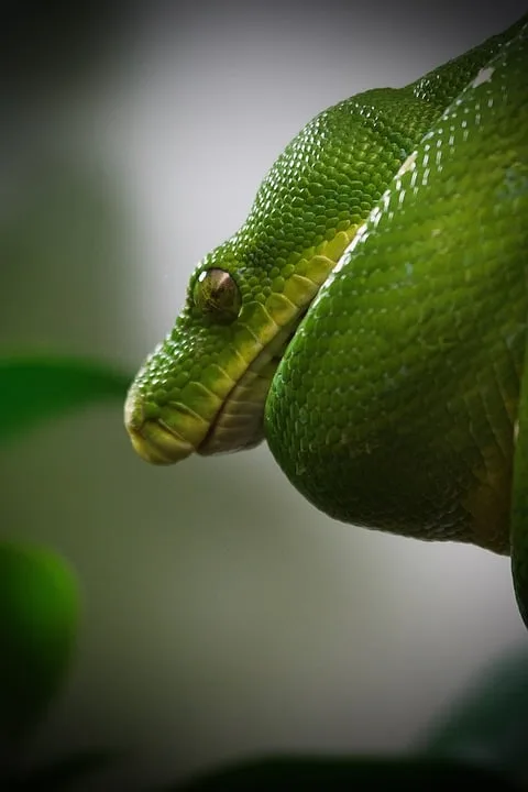 „Seltene Rauschuppenpythons ziehen in den Tierpark Perleberg ein“