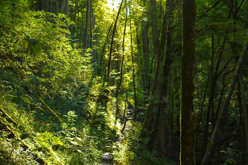 „Wutachschlucht: Entdecken Sie den größten Canyon Deutschlands im Südwesten“