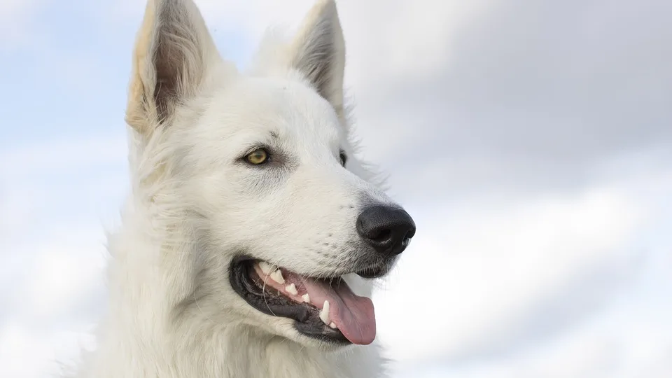 Achtung, Hundebesitzer! Mäusegerste verbreitet sich in Karlsruhe