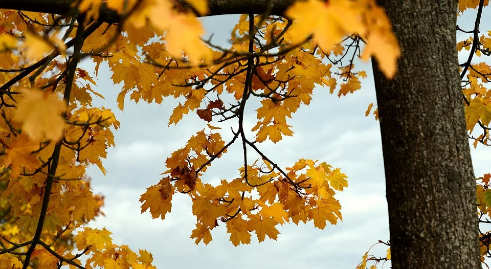 Altweibersommer sorgt für goldene Tage: Bis zu 26 Grad in Deutschland!