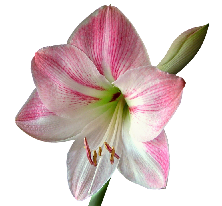 Amaryllis richtig pflegen: So blüht Ihr Ritterstern auch im nächsten Winter!