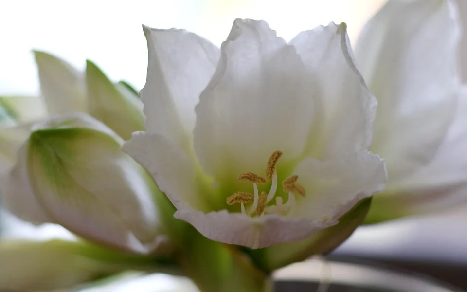 Amaryllis richtig pflegen: So blüht sie auch in der nächsten Saison