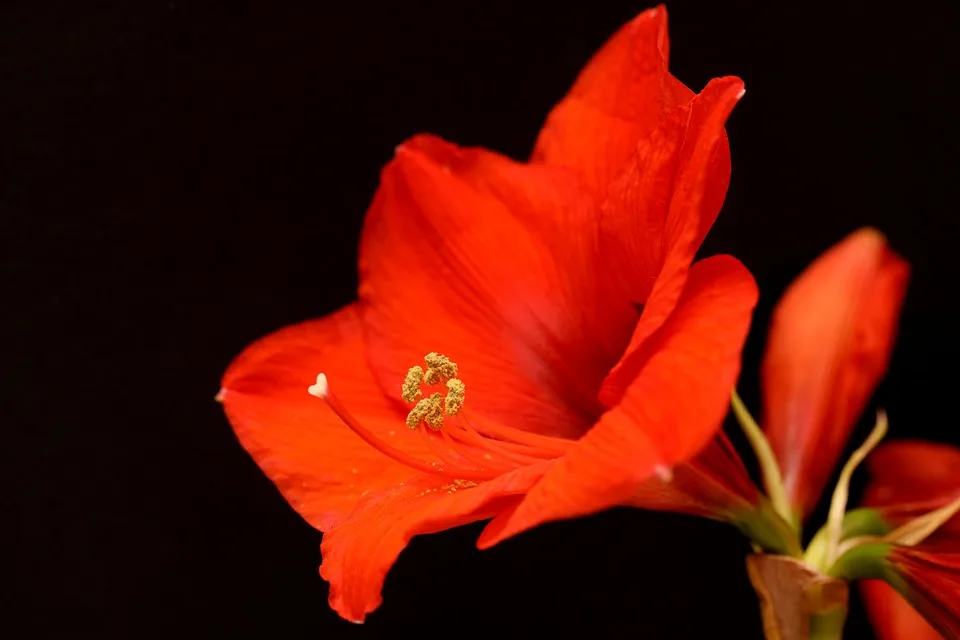 Amaryllis richtig pflegen: So blüht sie wieder im Winter!