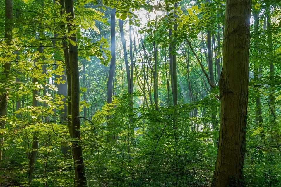 Anlieger wehren sich: „Dahlerdyk-Gärten“ drohen alte Bäume zu fällen!