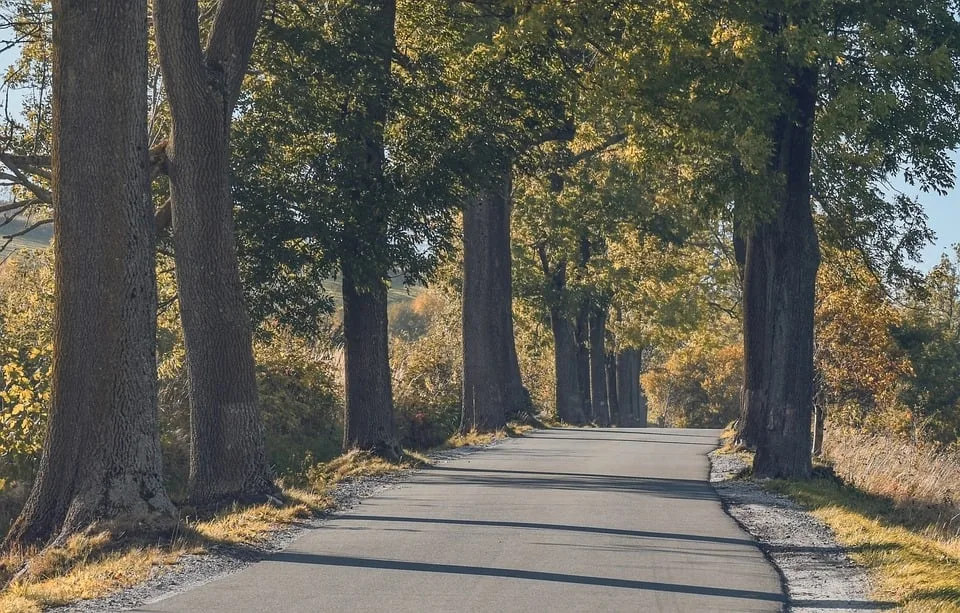 Bäume für Kleve: Pflanzen Sie jetzt für ein grüneres Stadtbild!