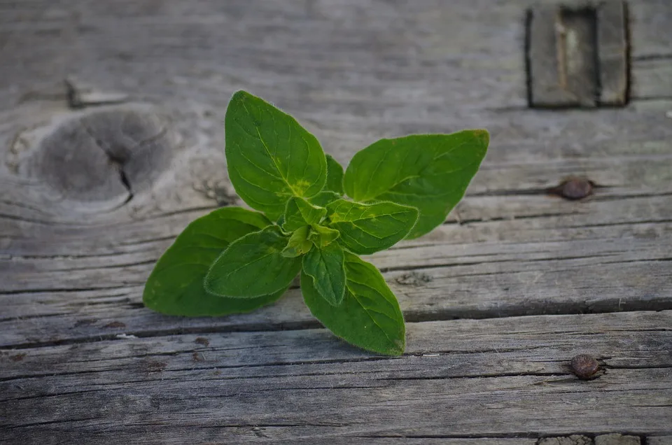 Die Heilkraft von Oregano: Ihre Vorteile für Gelenke und Gesundheit