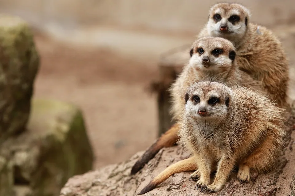 Duisburgs Zoo feiert Rekordbesuch: Ferienpass bringt Freude!