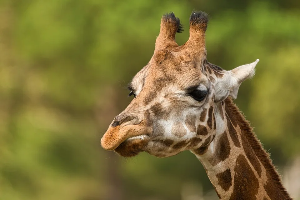 Ein Fest für den Artenschutz: Zoo Rostock sensibilisiert für Biodiversität