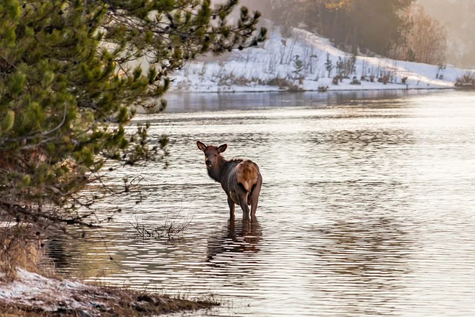 Elch-Albtraum: Wuchtiger Hirsch schwimmt in der Ostsee vor Ahlbeck!