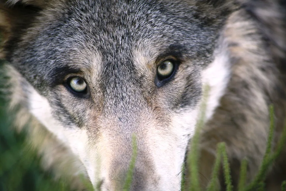 Fehlabschuss in der Rhön: Falsche Wölfin trifft den Streit um Wolfsschutz