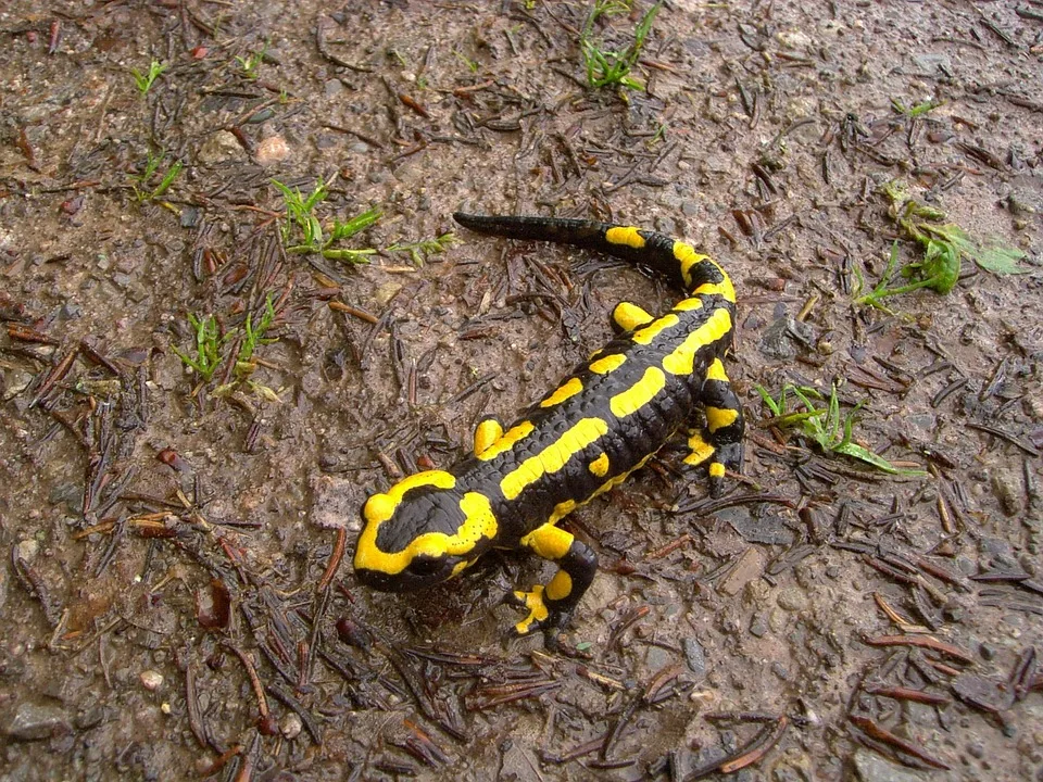 Feuersalamander finden Unterschlupf im Milseburgtunnel der Rhön!