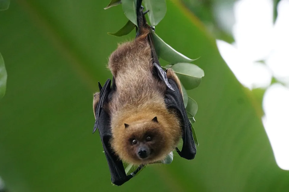 Fledermäuse feiern Batman-Tag: Einblick in ihre Rückkehr an Emscher!