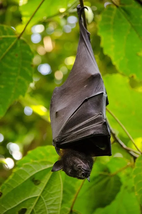 Fledermaus-Tempolimit in Dresden: Phantom oder Geldmacher?