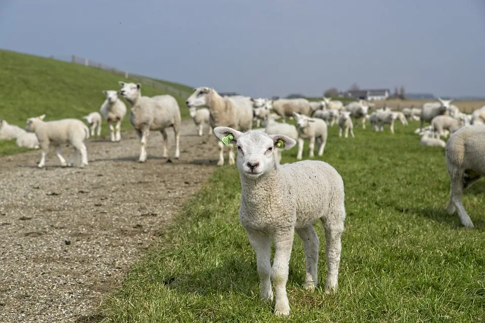 Friesland Entdecken: Ein Utrechter Auf Kulinarischer Reise Ins Wattenmeer