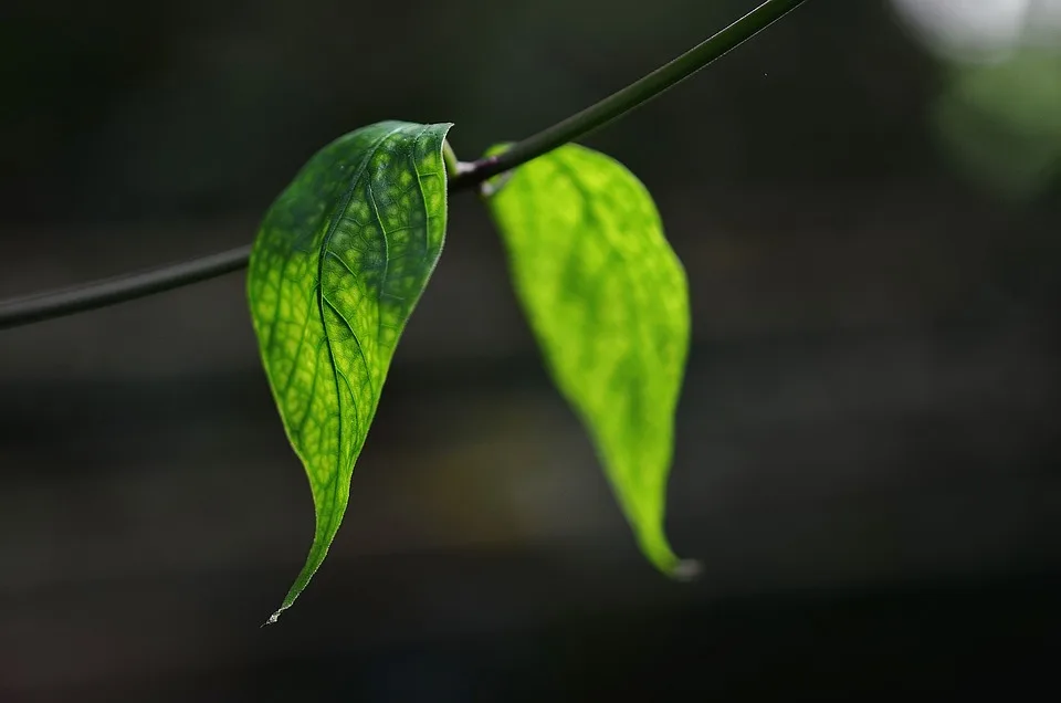 Gartenseminar: Tipps zur Gestaltung von Teich und Bachlauf in Königsbrunn