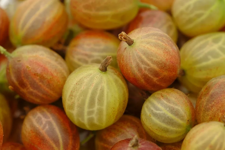 Haskapbeeren: Das neue Superfood für Gesundheit und Genuss!