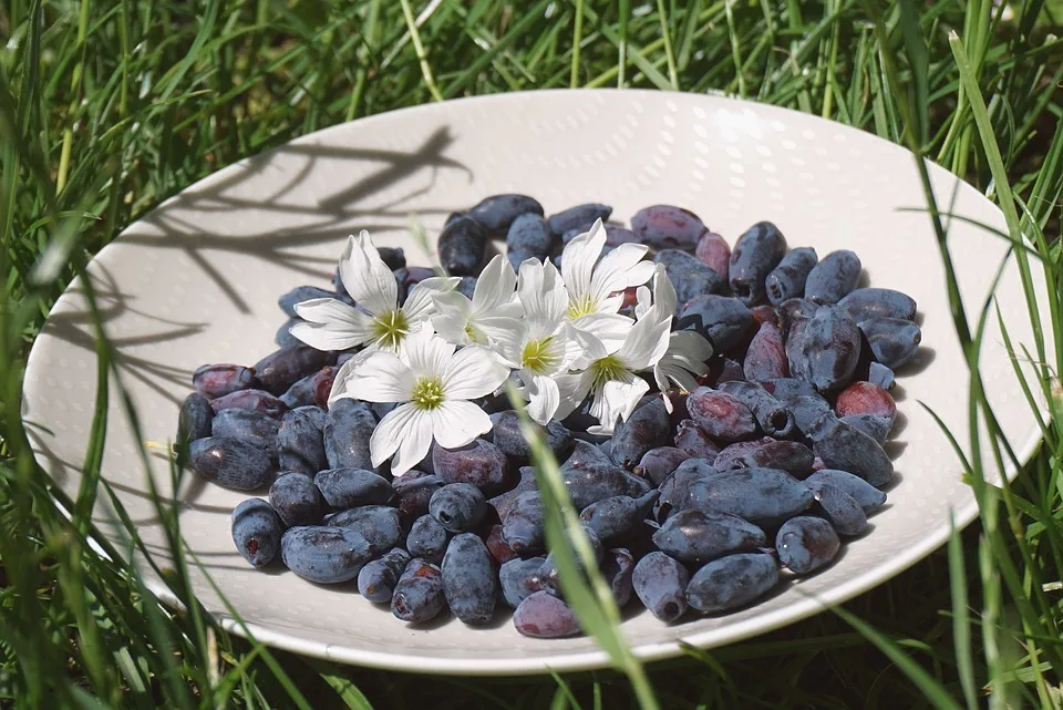 Haskapbeeren: Das unbekannte Superfood für gesunde Ernährung!