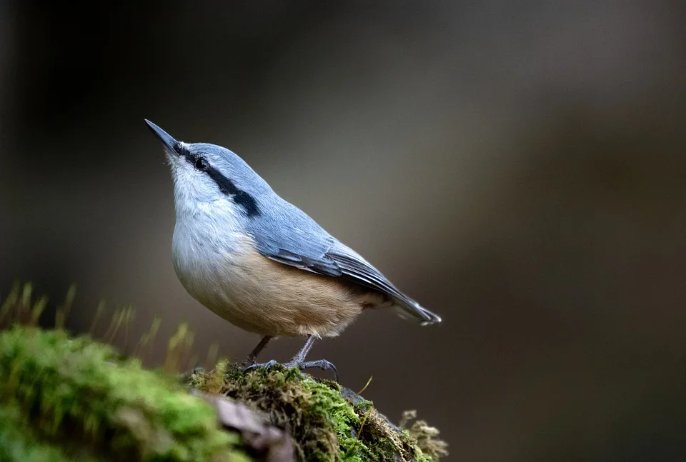 Heimische Vogelretter im Einsatz: Herausforderungen und Lösungsansätze