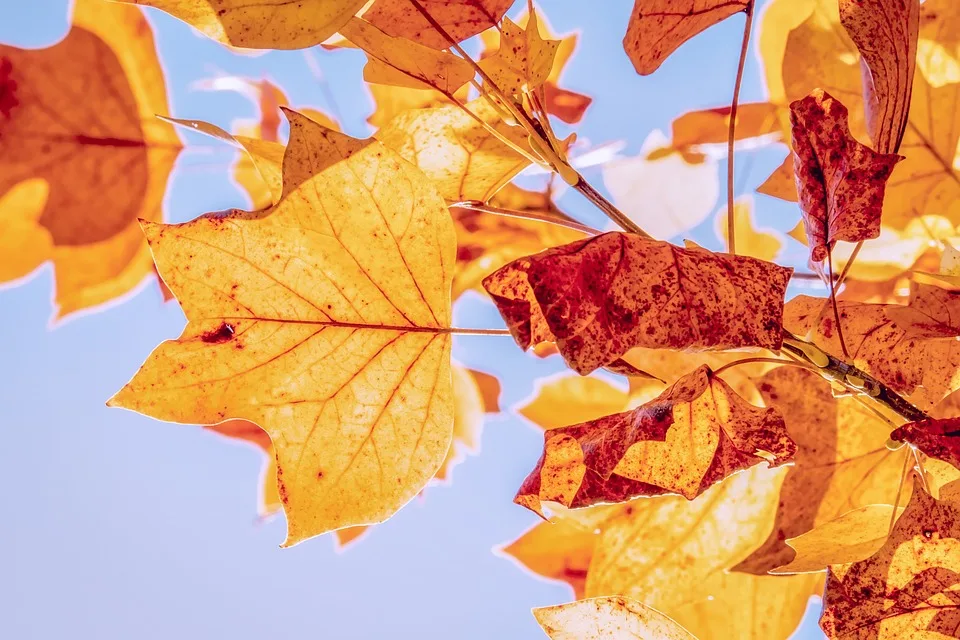 Herbstliche Auszeit in Kärnten: Wohlbefinden neu entdeckt!