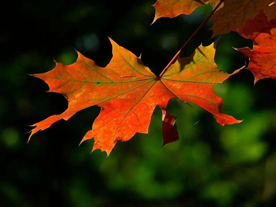 Herbstliche Wetterwende: Starkregen und Frostwarnung in Rheinland-Pfalz