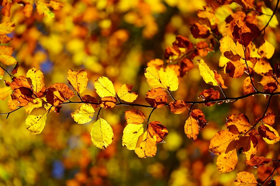 Herbstzauber in Großenaspe: Dahlien entfalten ihre Pracht auf Bissenbrook