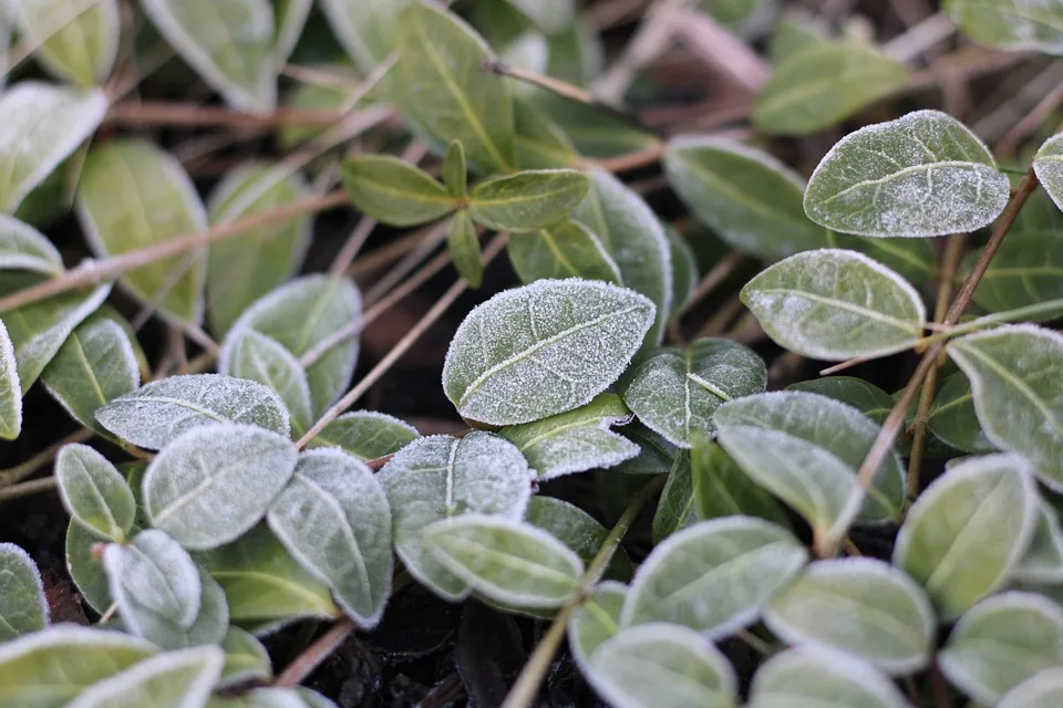 Hitze ade: Deutschland bereitet sich auf ersten Frost des Jahres vor