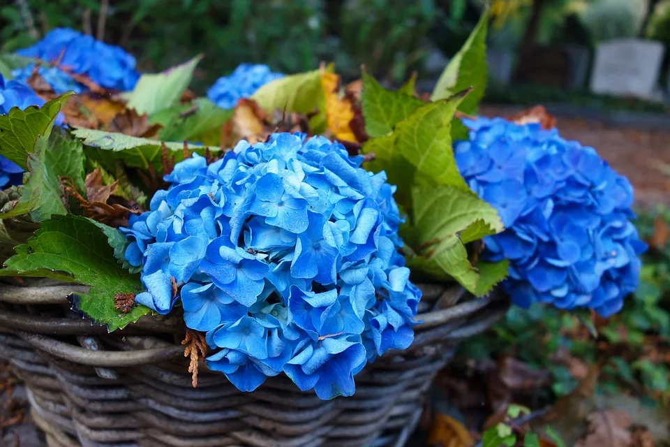 Hortensien im Fokus: So erzielen Sie die perfekte Blaublüte