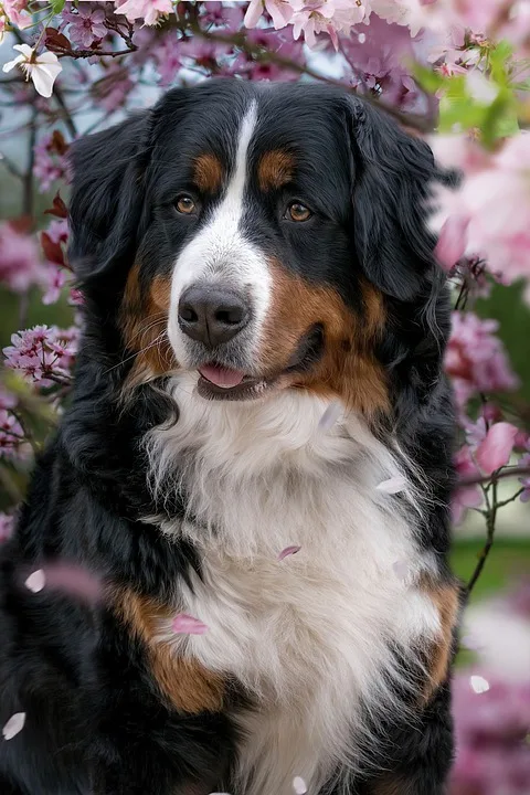 Hund Lenny bringt Strahlen ins Bruder-Konrad-Haus der Senioren!