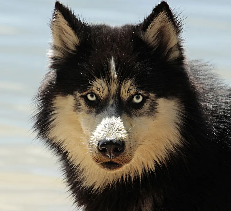 Hunde-Horror in Kall-Wahlen: Drei Personen von aggressivem Hund attackiert!