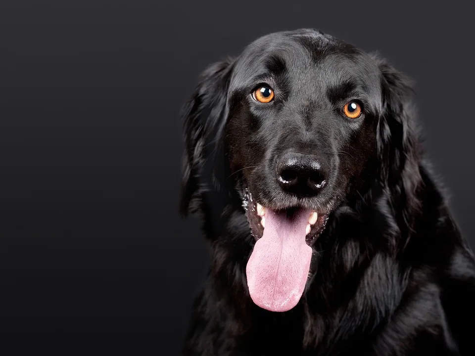 Hunde für die Ewigkeit: Krefelderin filzt Tierfotos zum Beruf!