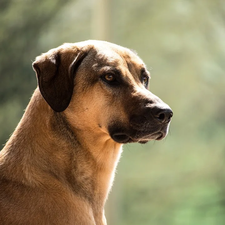 Kangal Bozo: Der liebenswerte Riese sucht dringend ein neues Zuhause!