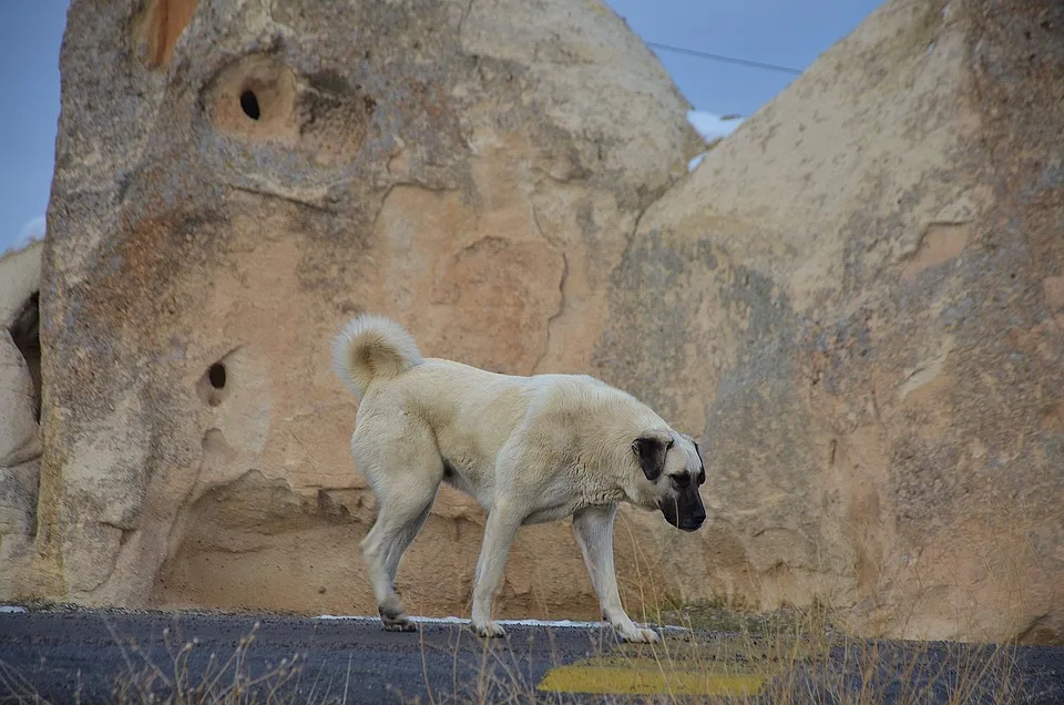 Kangal Bozo sucht dringend ein liebevolles Zuhause in Nürnberg!