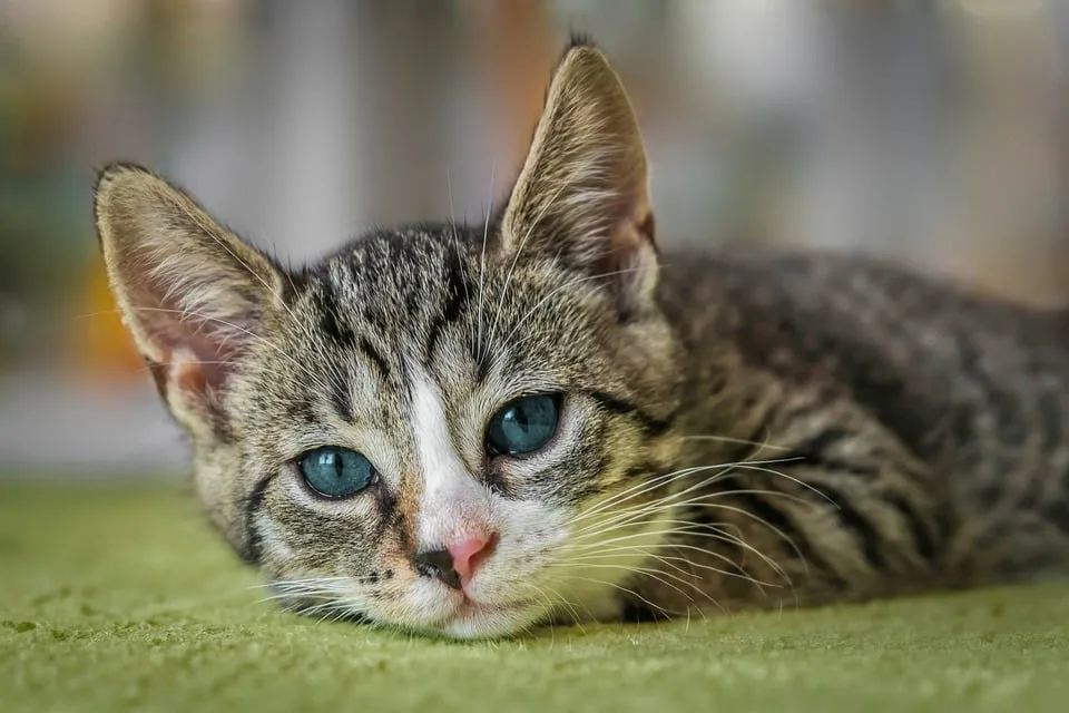 Katzenwelle im Rhein-Kreis: Tierheime kämpfen gegen Überflutung!