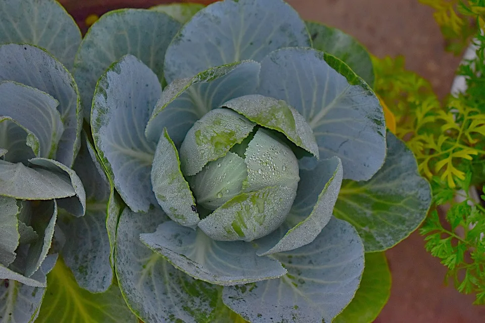 Kohl-Hochzeit in Marne: Dithmarscher Kohltage mit Tradition gestartet