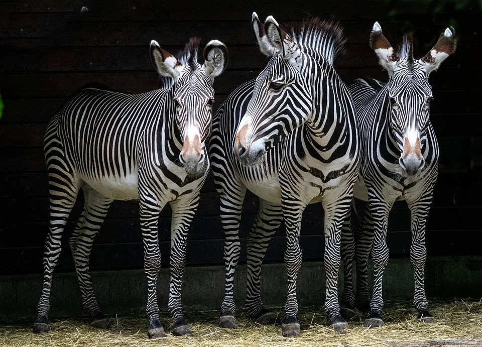 Krefelder Zoo fällt traurige Entscheidung: 234 Jahre alter Baum muss weichen