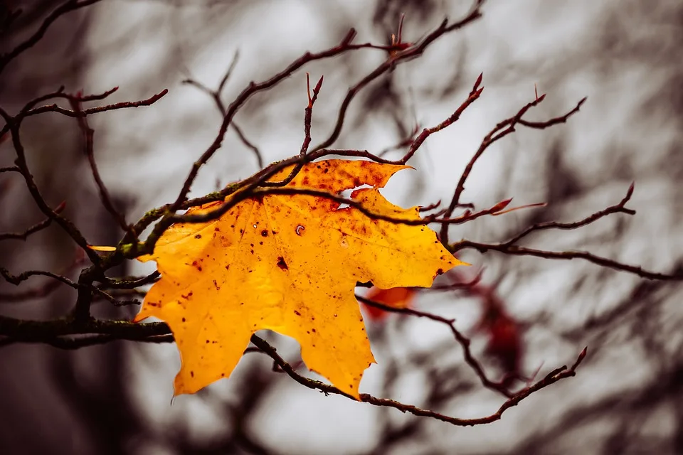 Kühler Herbst zaubert ersten Schnee: Deutschland bereitet sich vor!