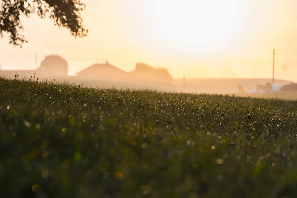 Landwirte im Landkreis Fürstenfeldbruck fordern Lösungen gegen Saatkrähen