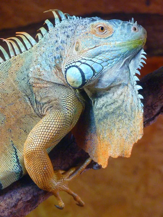 Leguan nach monatelanger Odyssee: Tier kehrt zu seinem Besitzer zurück!